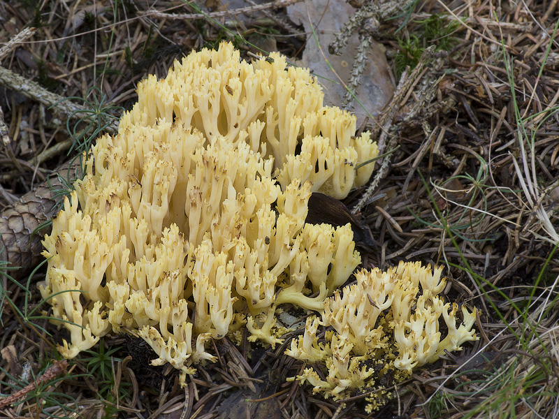 Ramaria pallidosaponaria